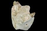 Oreodont (Merycoidodon) Mandible Section - South Dakota #136053-1